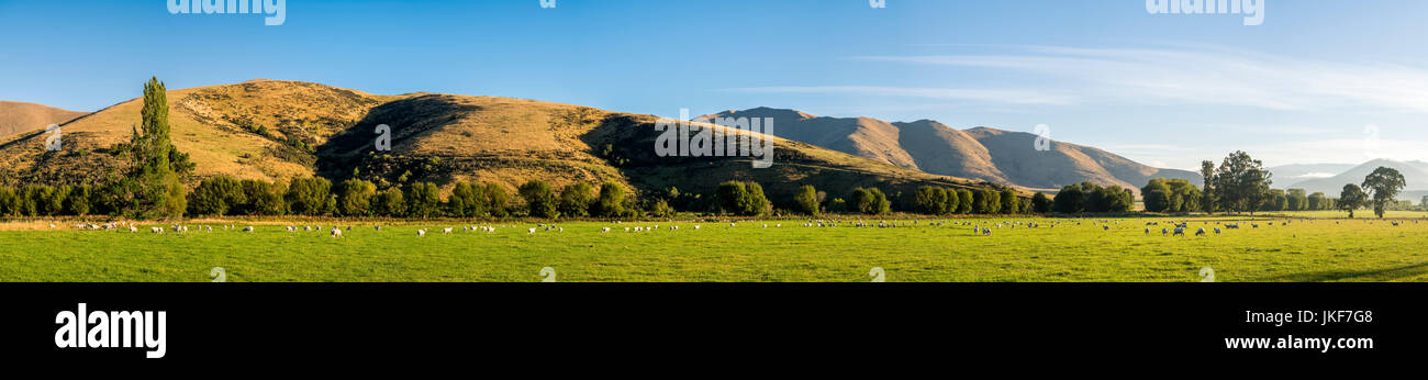 New Zealand, South Island, Southern Scenic Route, Fiordland National Park, flock of sheep Stock Photo