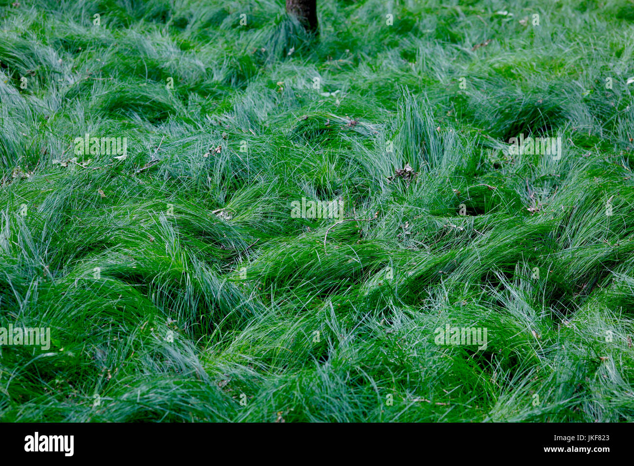 Image green grass space hi-res stock photography and images - Alamy