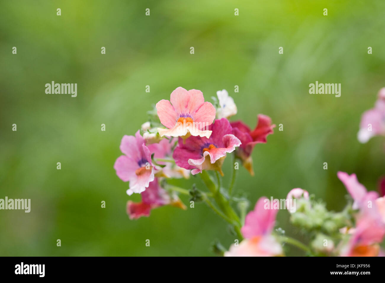 Nemesia (Nesia Series) 'Tropical' flowers Stock Photo Alamy
