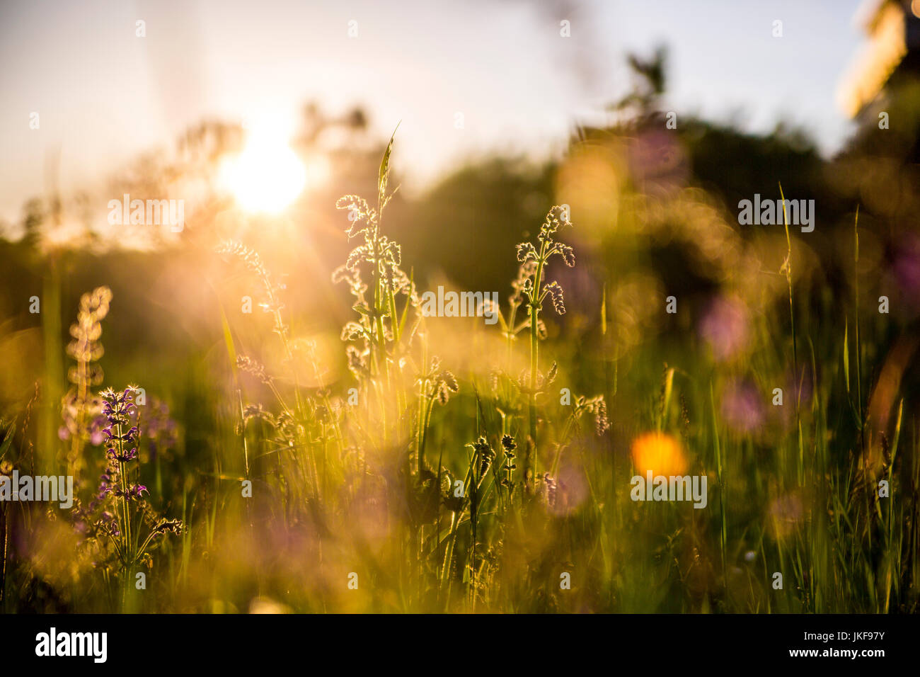 Germany, Bavaria, Summer meadow in evening light Stock Photo