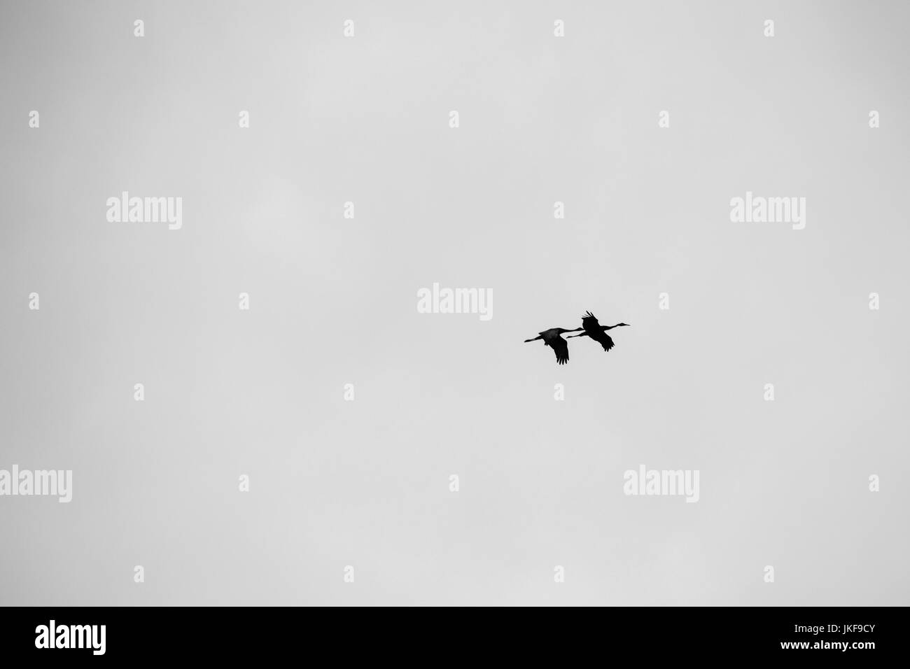 B & W photo silhouette of a pair of Sandhill cranes (Grus canadensis) flying against the sky Stock Photo