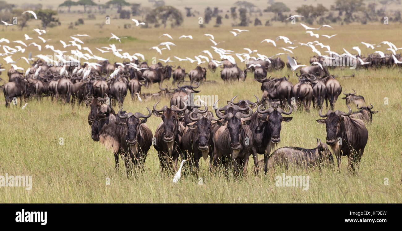 Wildebeests grazing in Serengeti National Park in Tanzania, East Africa. Stock Photo