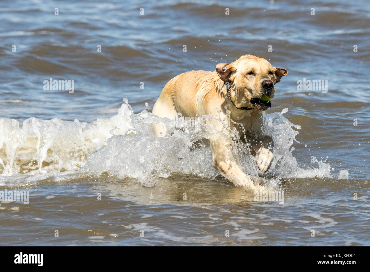 Is Sea Water Good For Dogs