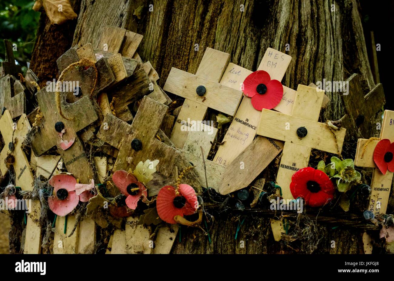 Sanctuary Wood near Passchendaele, Belgium 23rd July 2017 :: Remembrance crosses attached to a tree in Sanctuary Wood Near Passchendaele, Belgium.  31st of  July sees the start of commemorations to mark the 100th anniversary od the start of the battle of Passchendaele Credit: Andrew Wilson/Alamy Live News Stock Photo