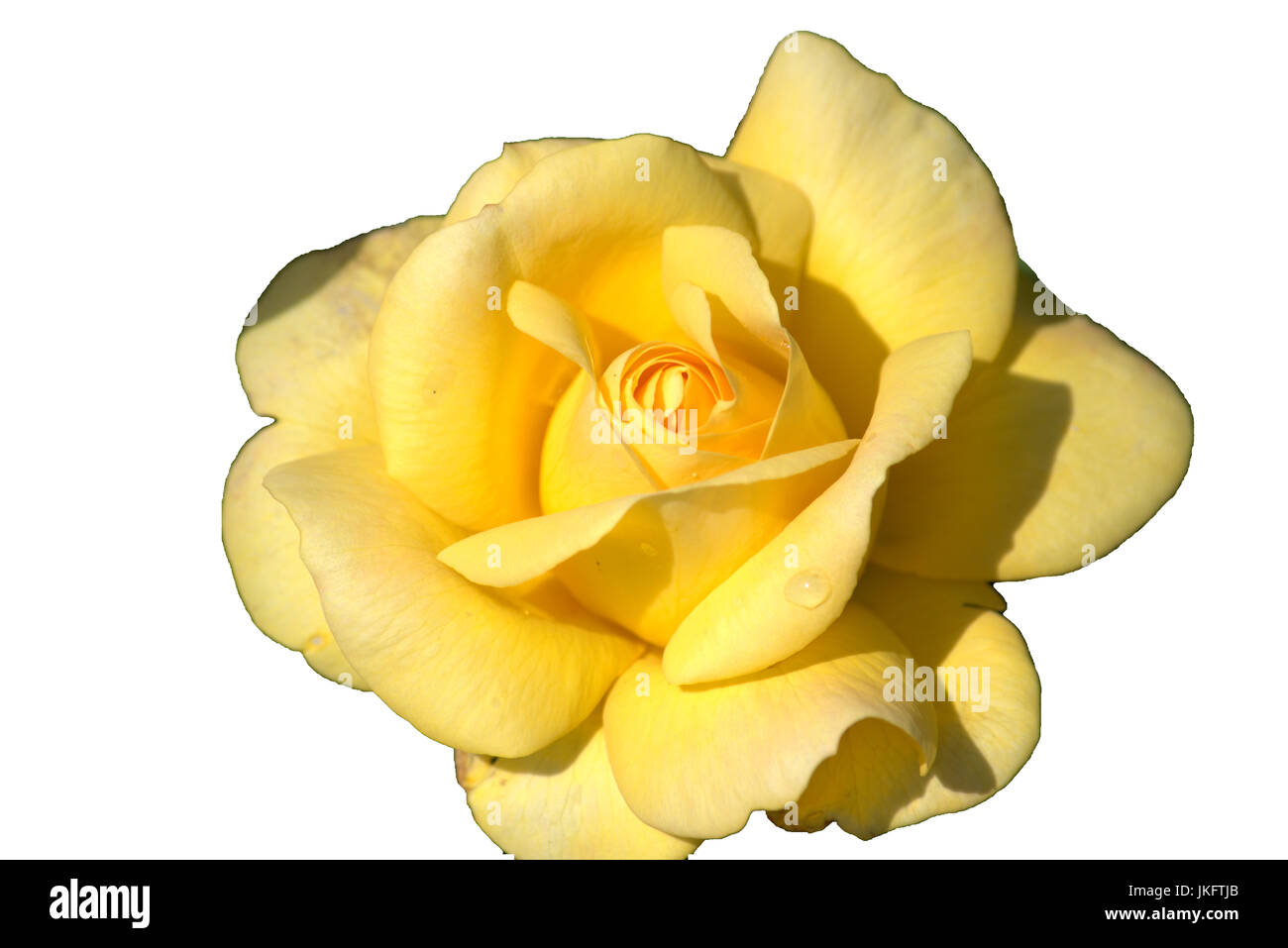 Yellow rose isolated on a white background Stock Photo - Alamy