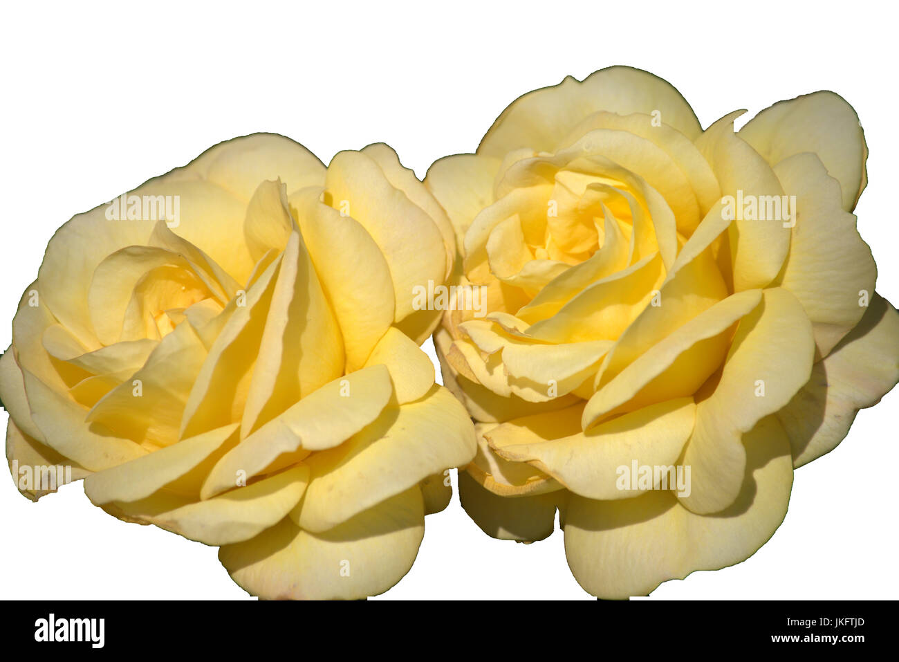 Yellow rose isolated on a white background Stock Photo - Alamy