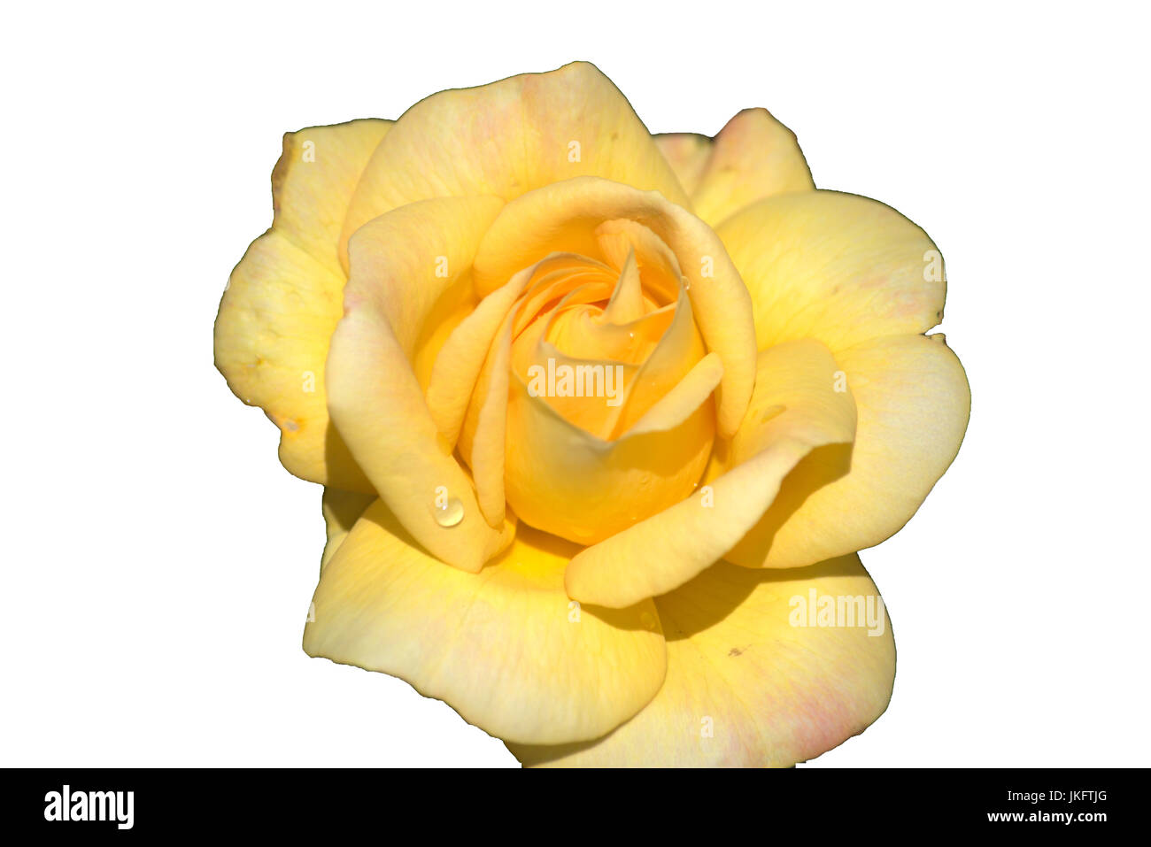 Yellow rose isolated on a white background Stock Photo - Alamy