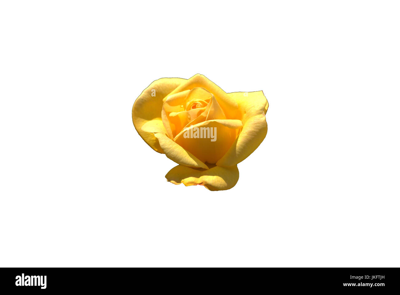 Yellow rose isolated on a white background Stock Photo - Alamy