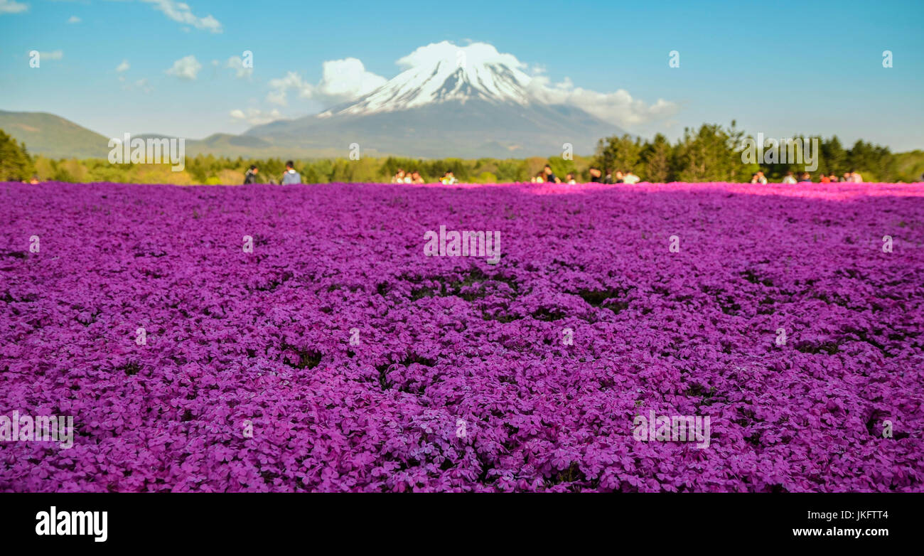 Shibazakura (also known as pink moss) at Mt. Fuji, Japan Stock Photo
