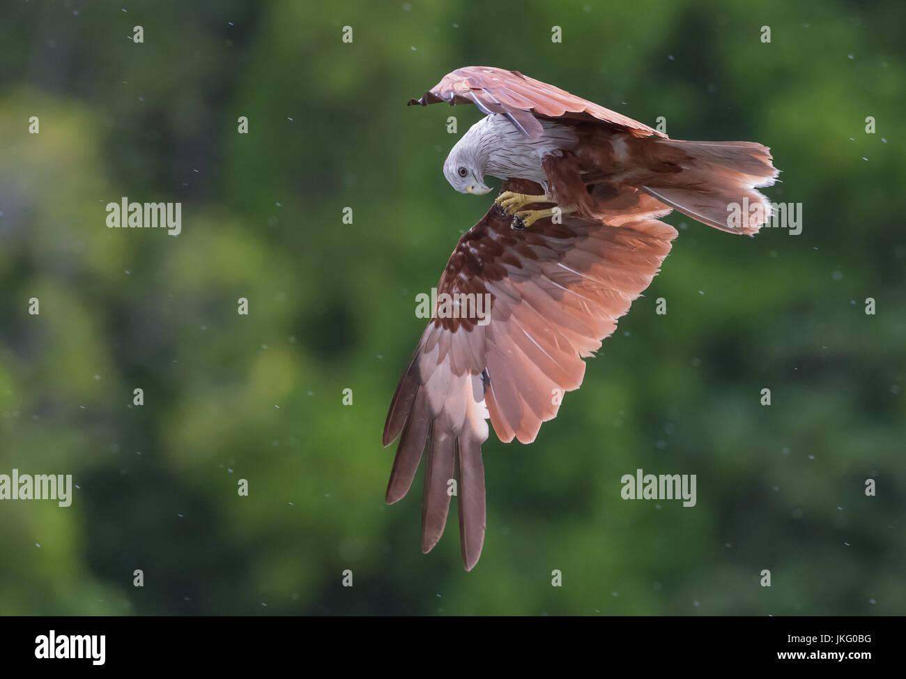 Brahminy kite shot in mid flight while it's hunting for food. Stock Photo