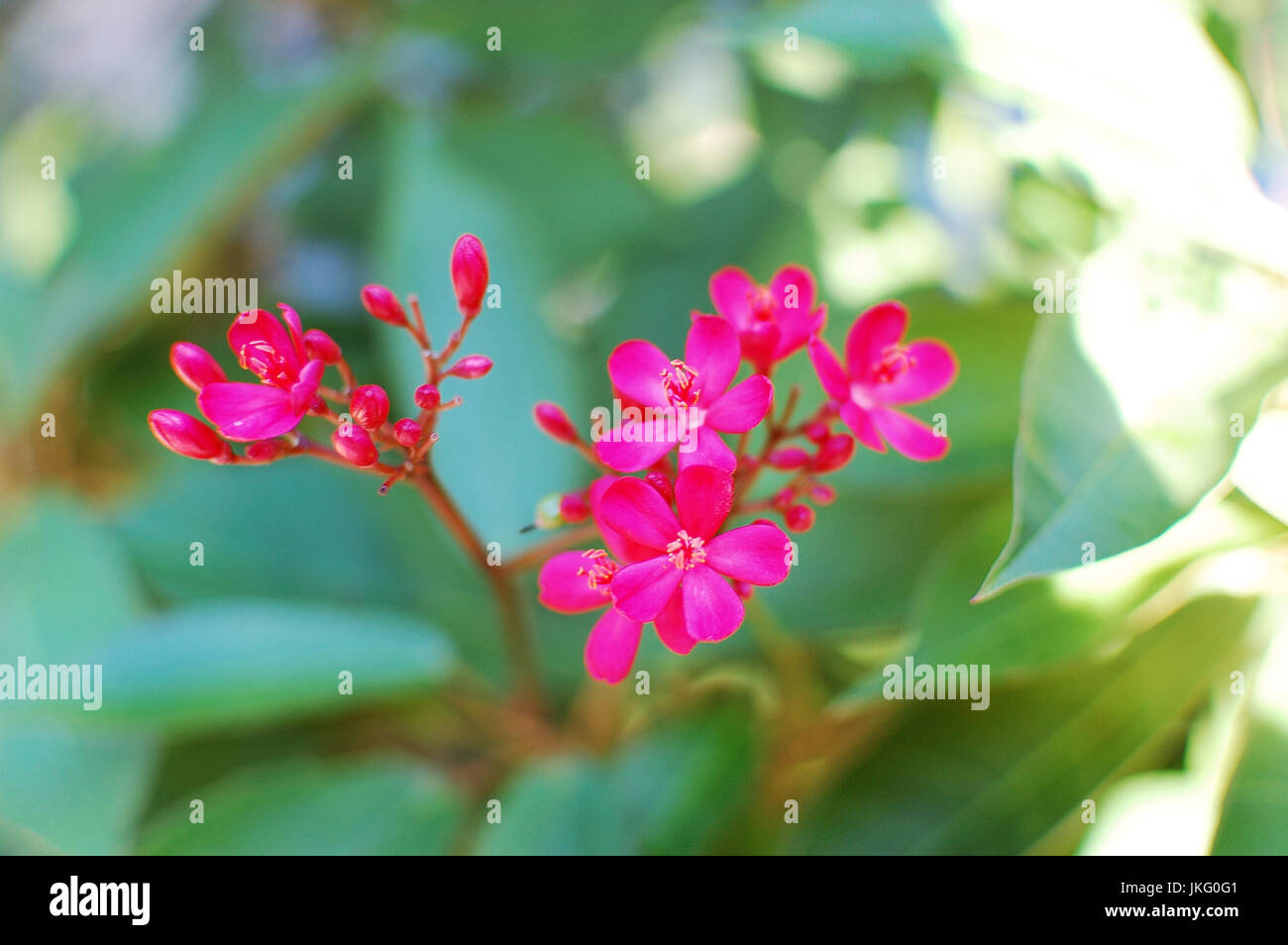Ixora plant hires stock photography and images Alamy