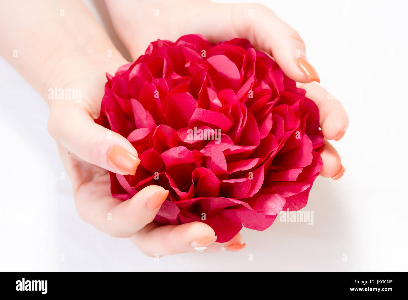 Beautiful red petal in woman's hands with nail art isolated on white background Stock Photo