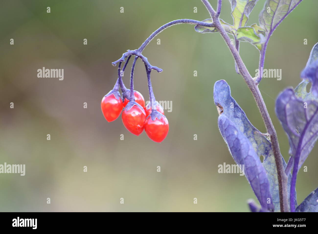 Bittersweet,woody nightshade or Solanum dulcamara Stock Photo Alamy