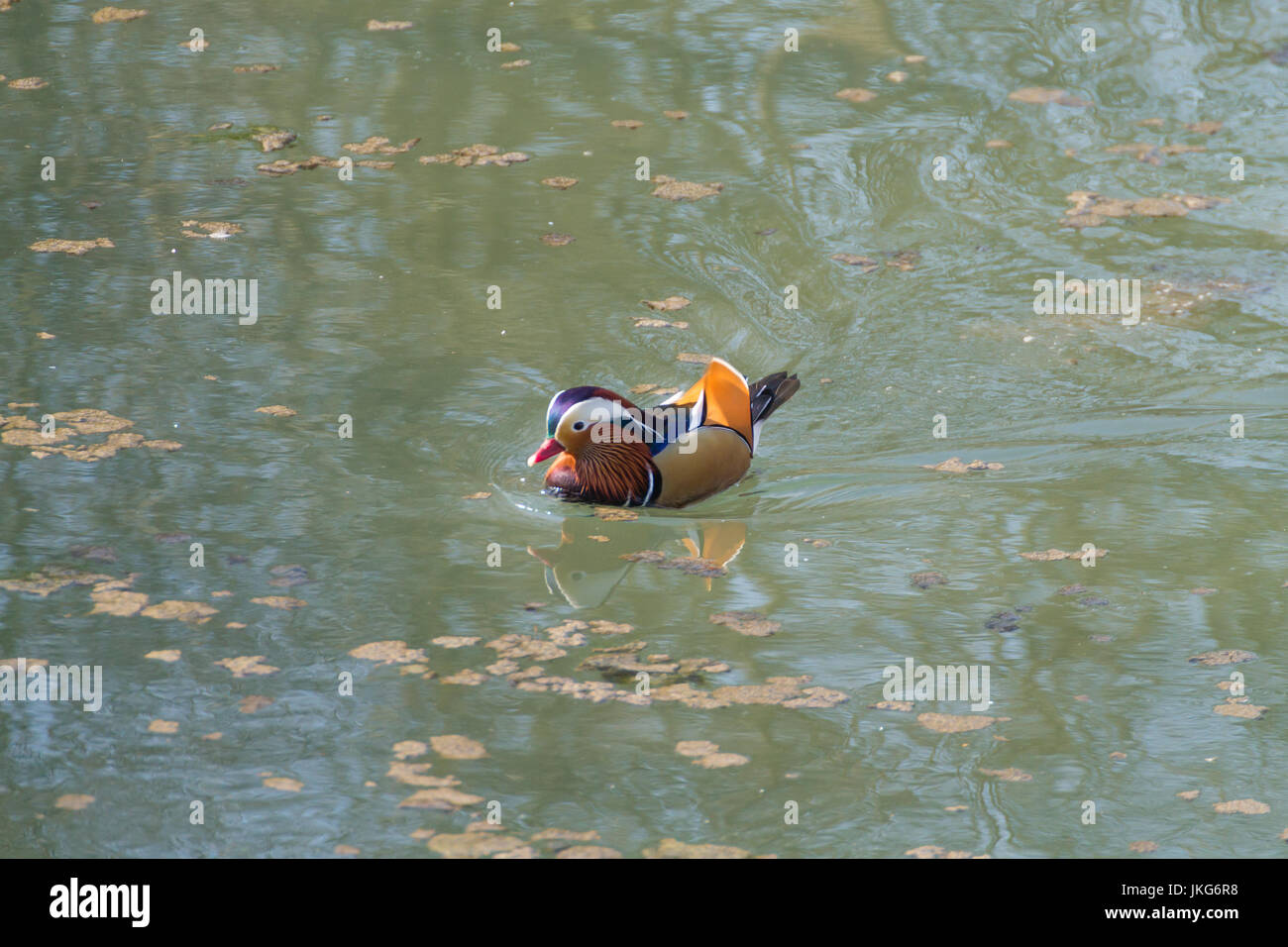 Mandarin duck close up from Sile river natural park. Italian wildlife ...