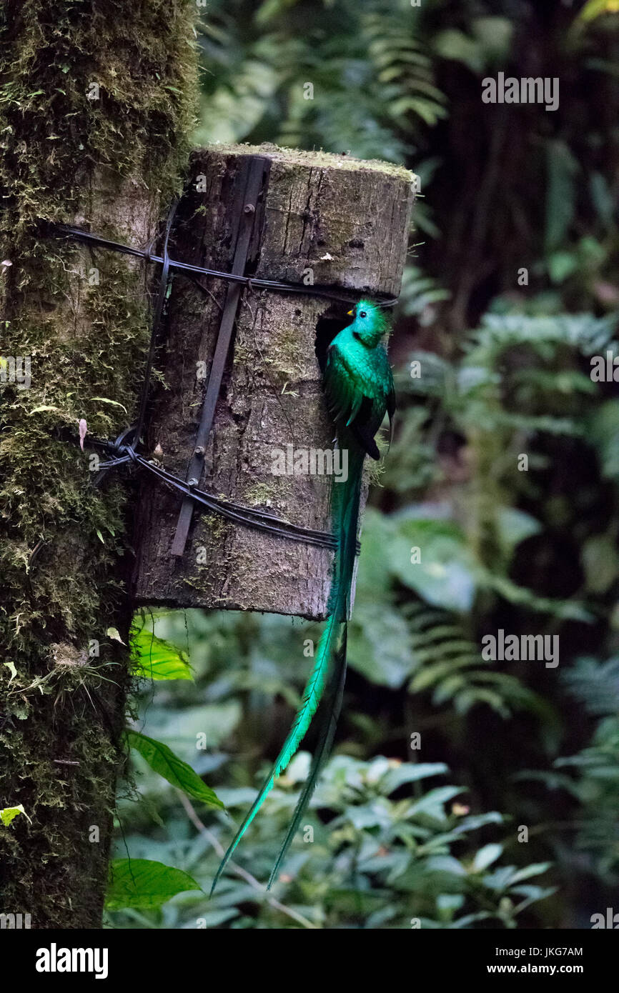 Quetzal bird wild Monteverde Costa Rica Stock Photo Alamy