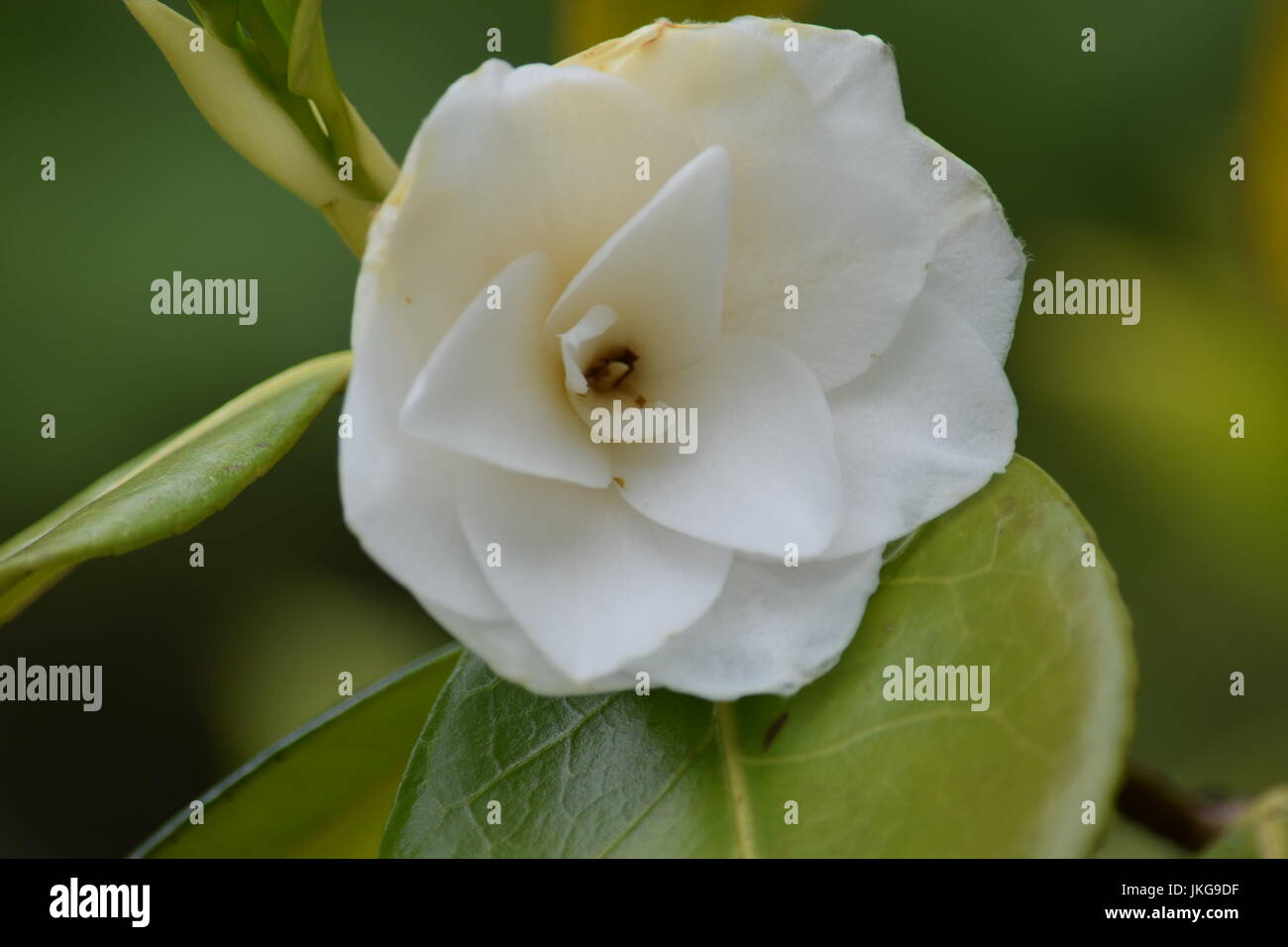 White Camellia flower Stock Photo Alamy