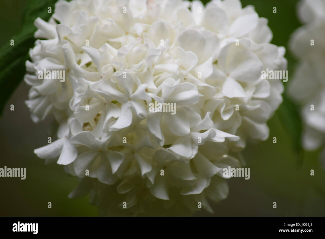 White hydrangea flowers Stock Photo - Alamy