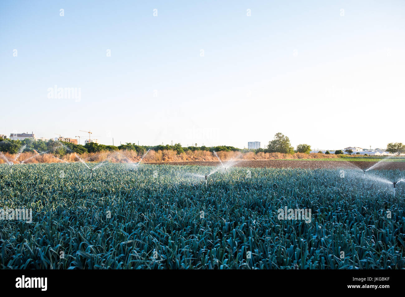 Irrigation system in function watering agricultural plants. Agriculture