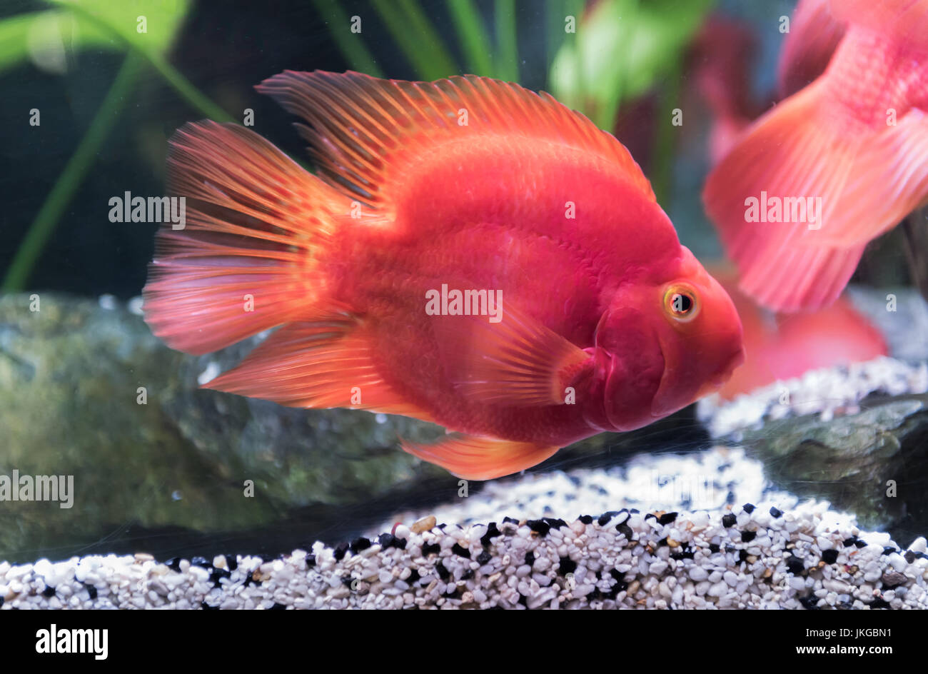 red blood parrot fish in Thailand, fresh water fish Stock Photo