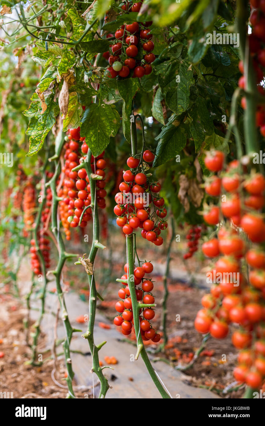 Vegetable garden with plants of red tomatoes cherry on a vine growing ...