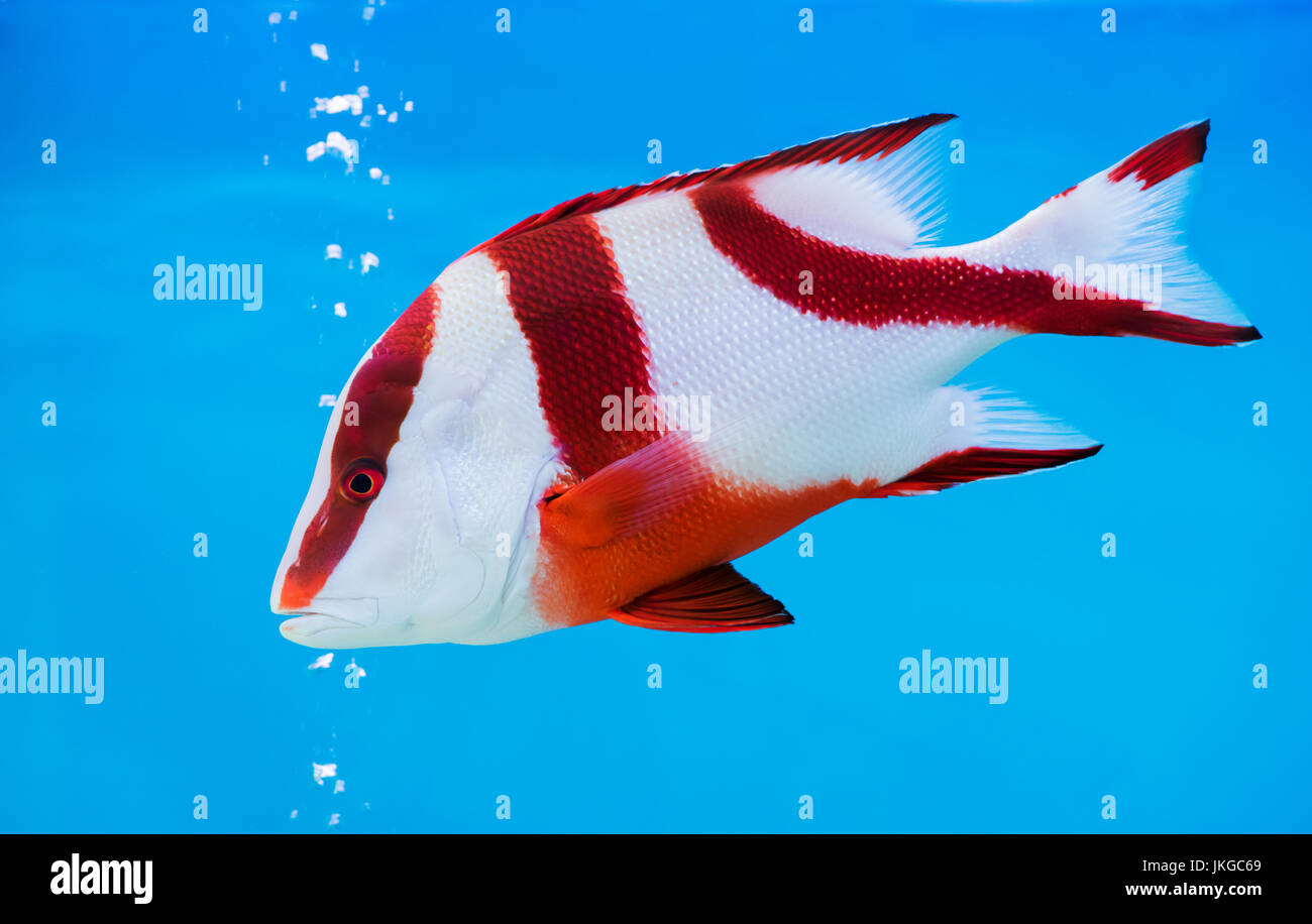 Emperor red snapper fish on blue background, Beautiful sea fish Stock Photo