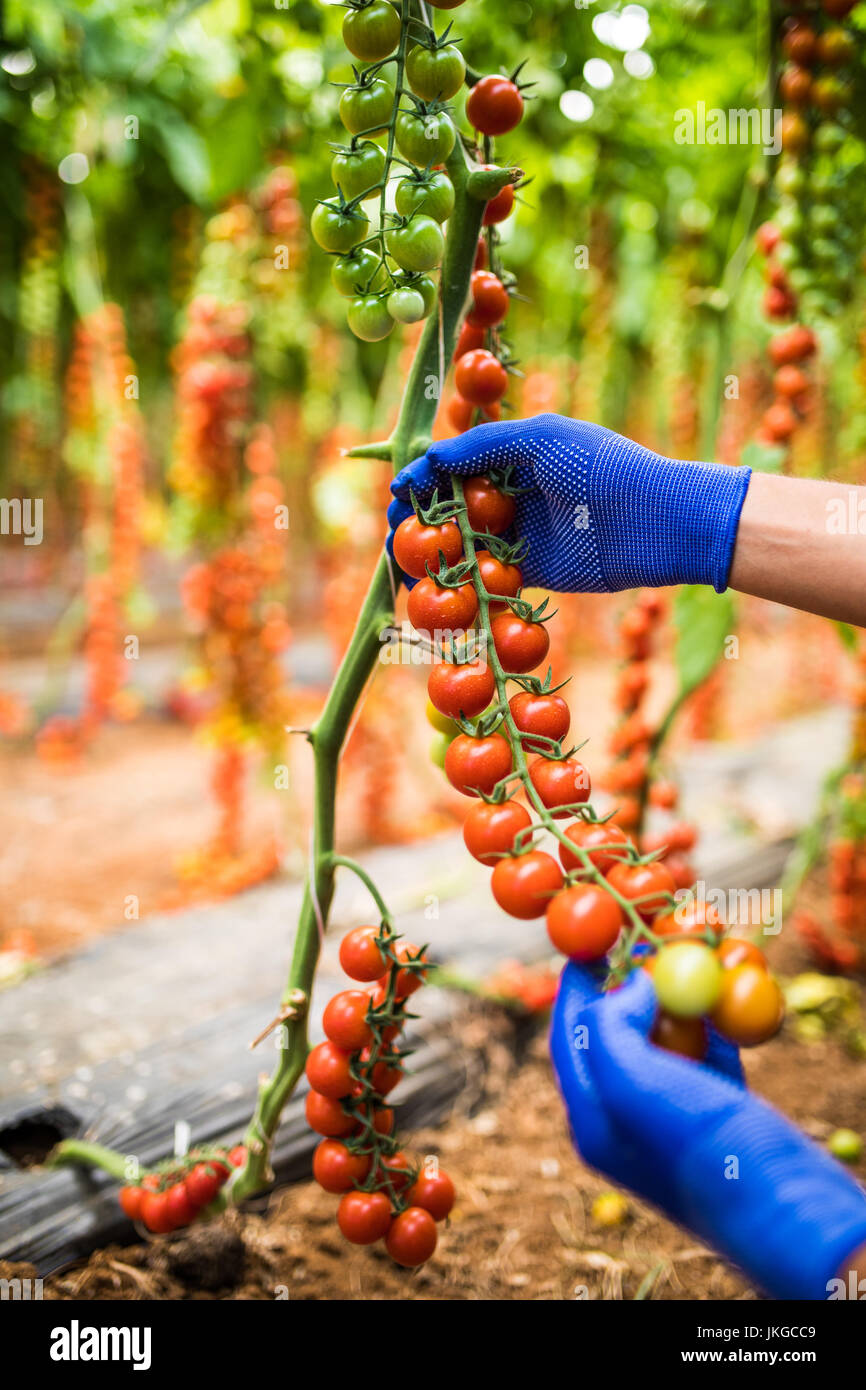 Gardener picking up fresh ripe red cherry tomatoes in garden with white ...