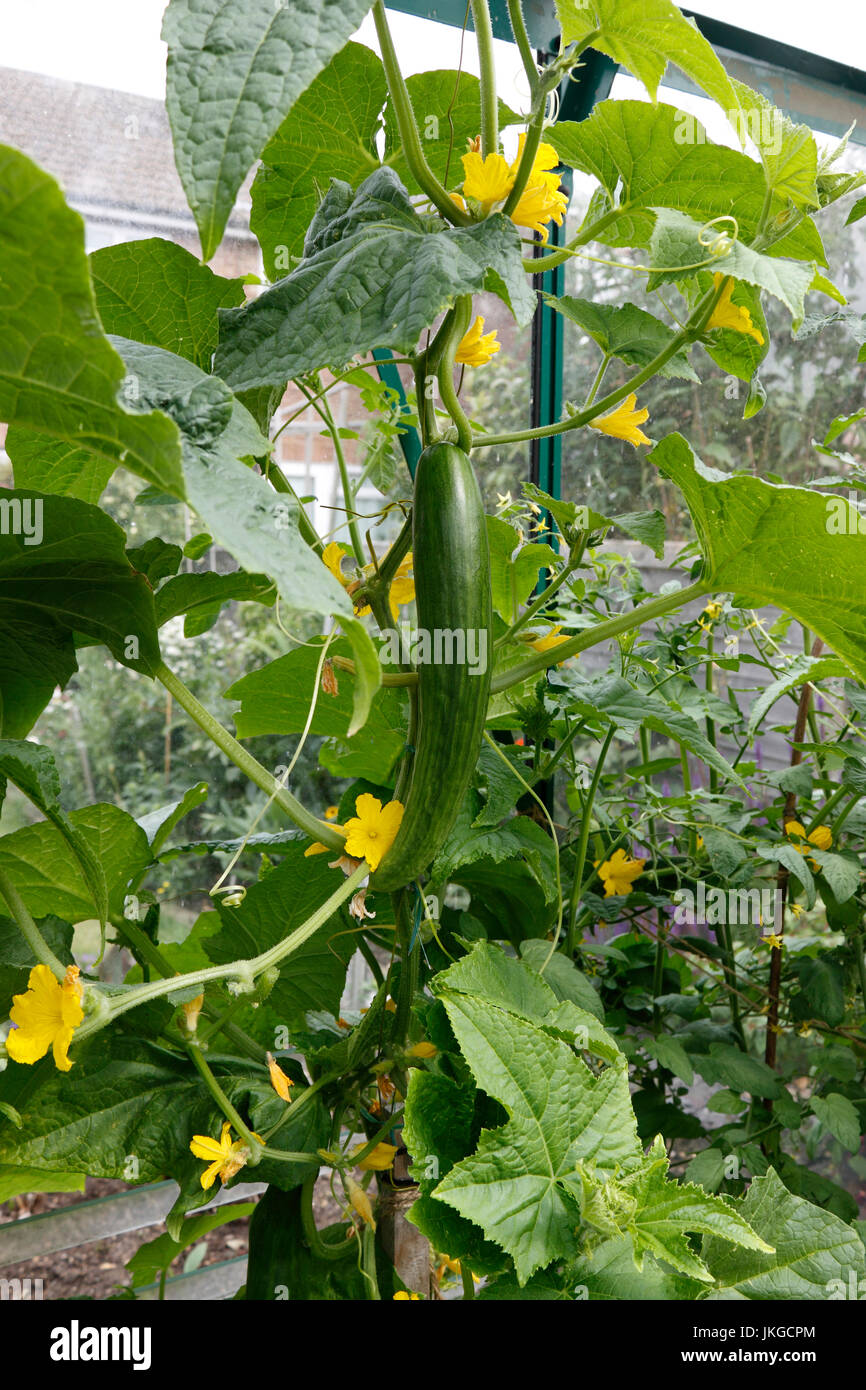 Telegraph Improved Cucumber Seeds