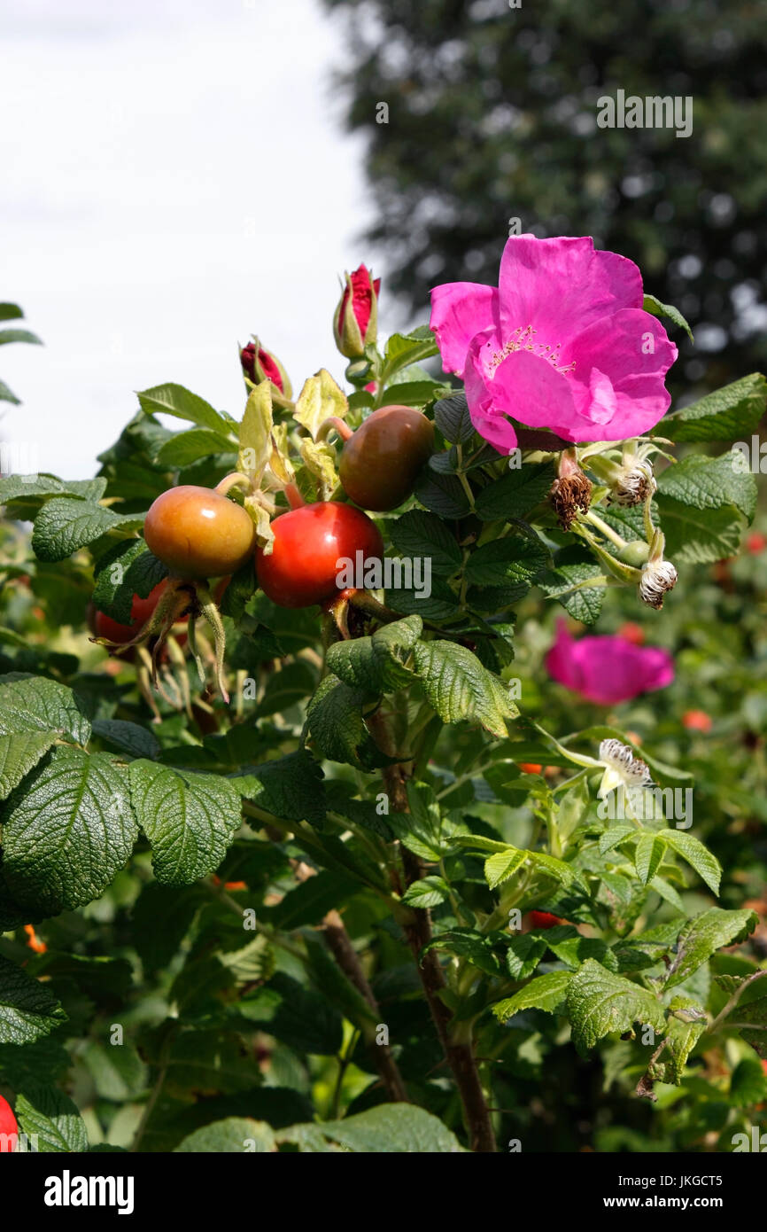 ROSA RUGOSA RUBRA. FLOWER AND HIPS Stock Photo