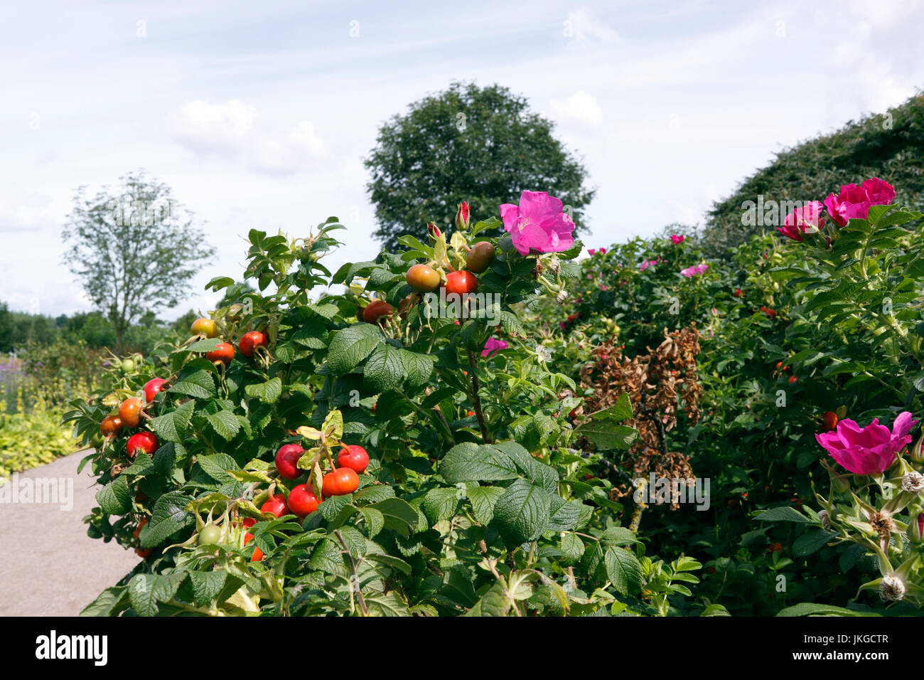 ROSA RUGOSA RUBRA. FLOWER AND HIPS Stock Photo