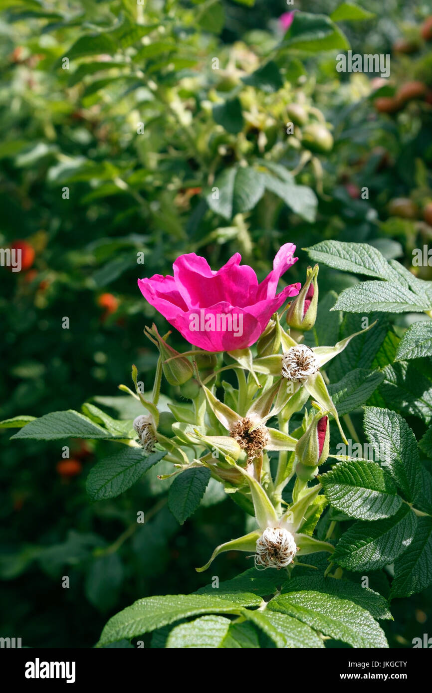 ROSA RUGOSA RUBRA. FLOWER AND HIPS Stock Photo