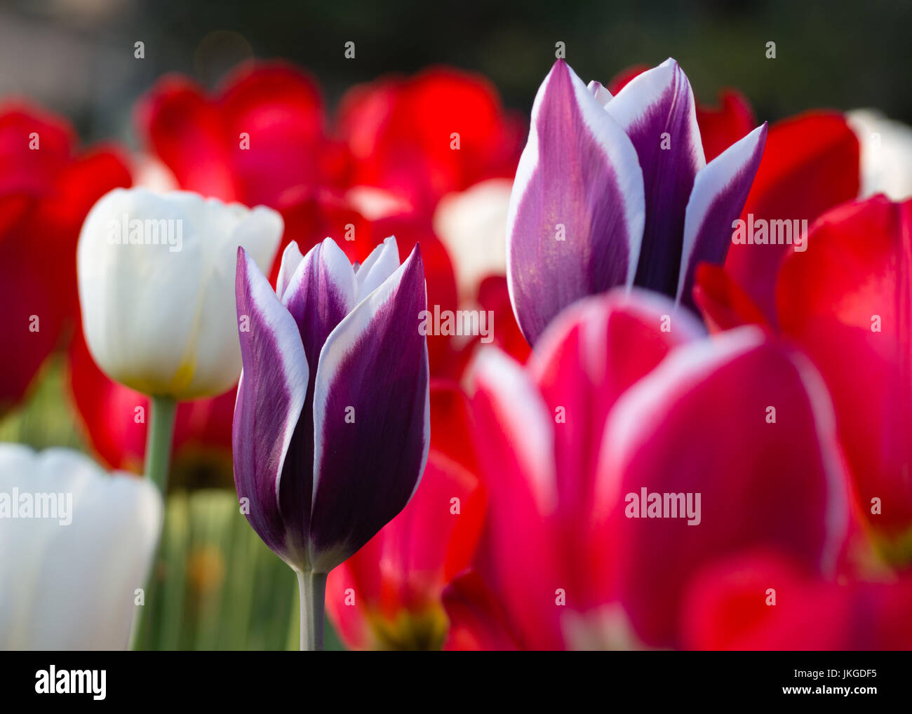 Colourful tulips flowers in the Ottawa Tulip Festival, Canada Stock
