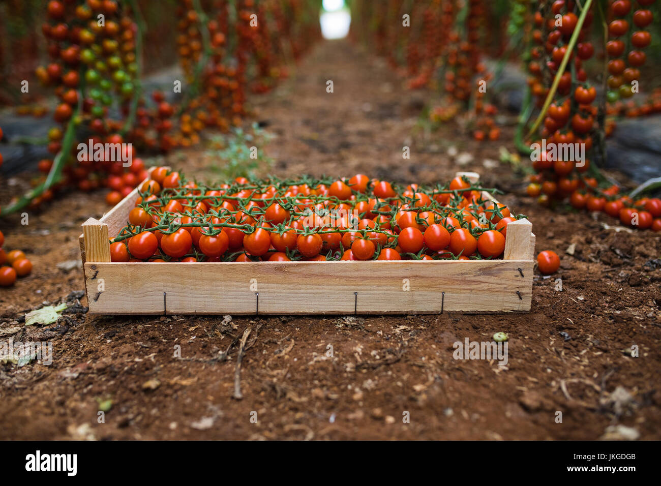 box of bunches cherry tomatoes in greenhouse. Agriculture Stock Photo ...