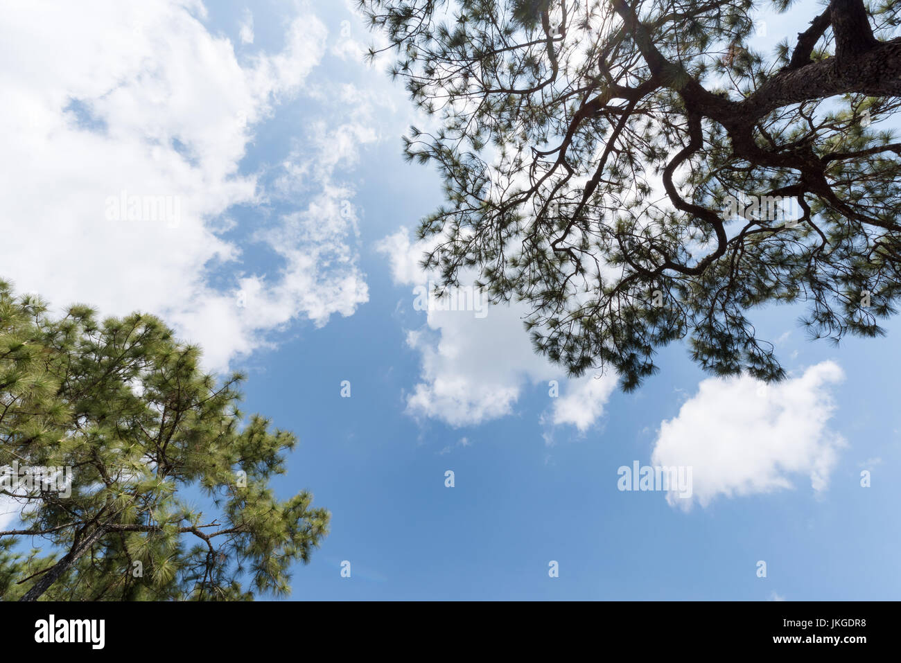 white cloudy and blue sky with pine tree, nature background Stock Photo ...