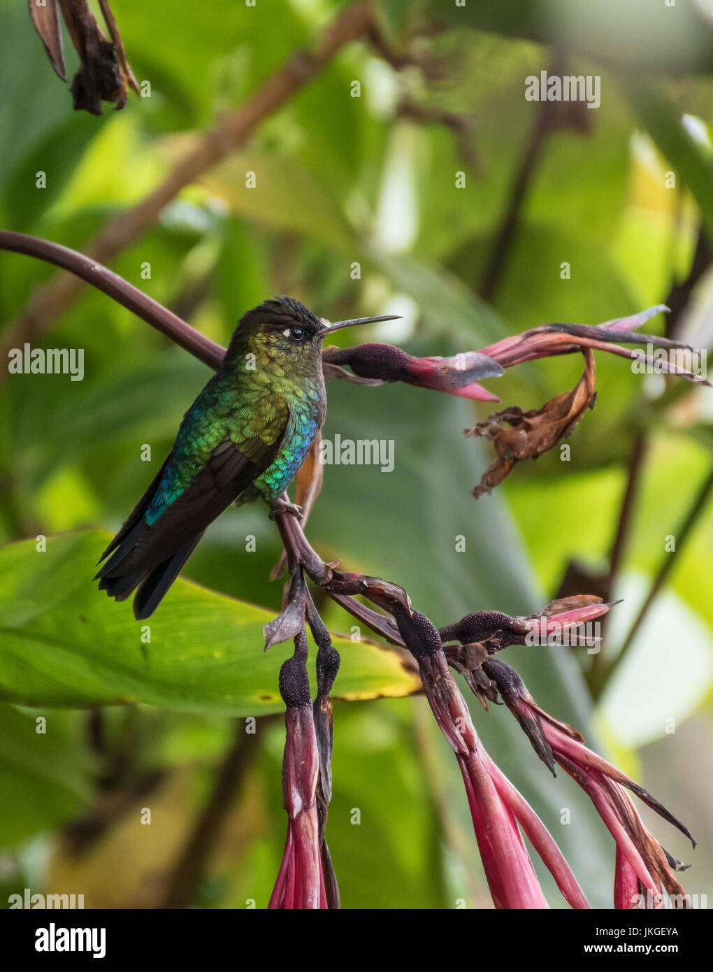 hummingbird landed in a branch in Costa Rica Stock Photo