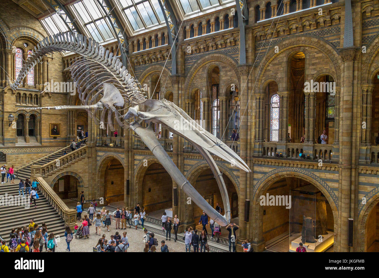 'Hope' the giant Blue Whale Skeleton , Balaenoptera musculus suspended from the Hintze Hall ceiling at The Natural History Museum , London, UK Stock Photo