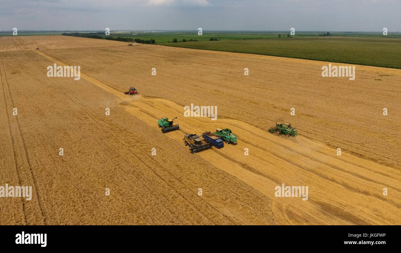 Harvesting wheat harvester. Agricultural machines harvest grain on the ...