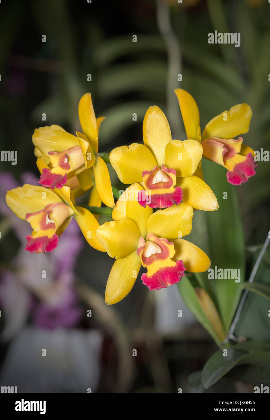 Yellow Aerides orchid flower on dark tone Stock Photo