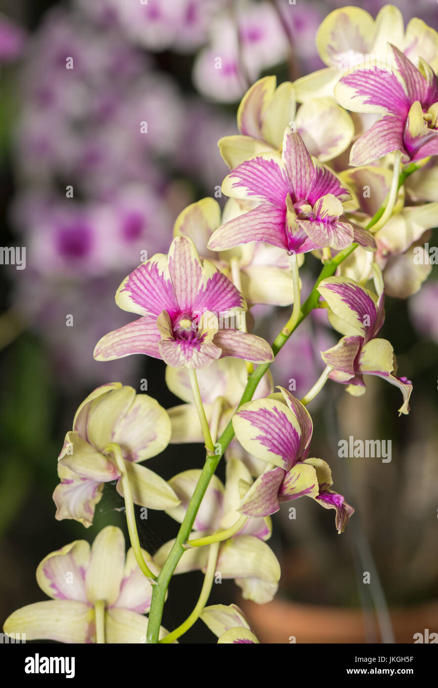 Hybrid Yellow Dendrobium orchid flower on nature background Stock Photo