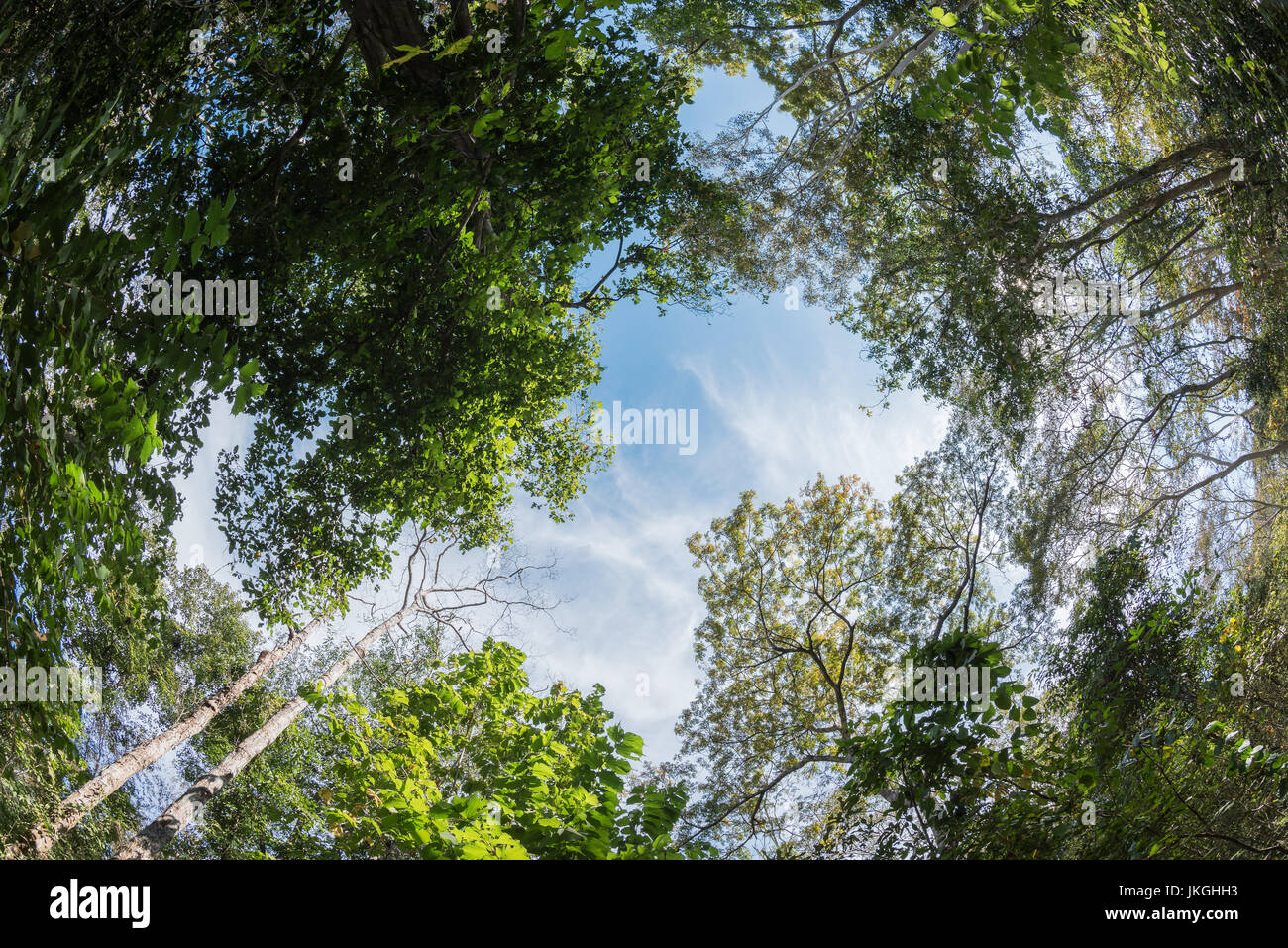 canopy tree of Mixed Deciduous Forest in Thailand, take picture from