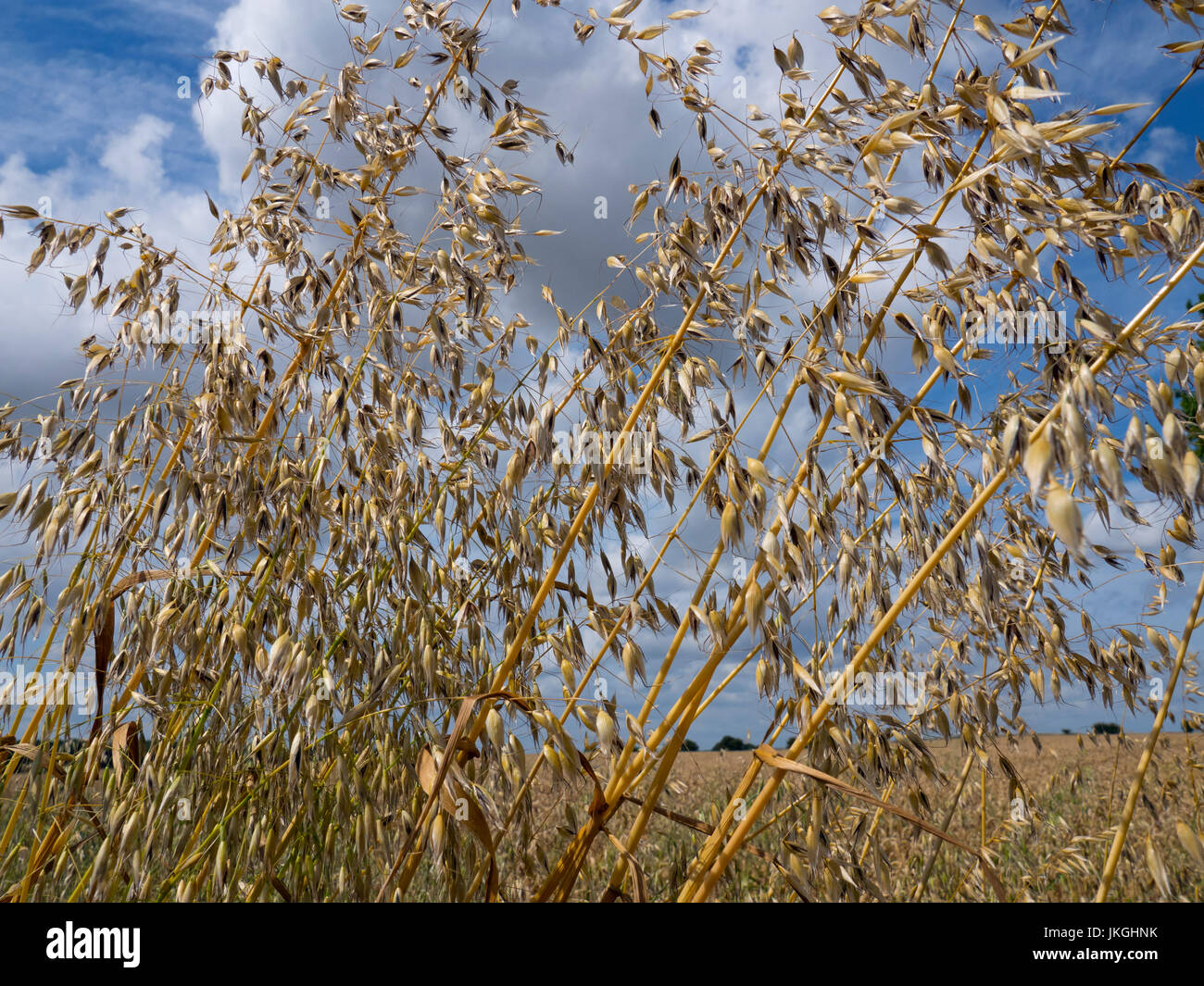 Tall oat grass or onion couch Arrhenatherum elatius grass weeds in ripe