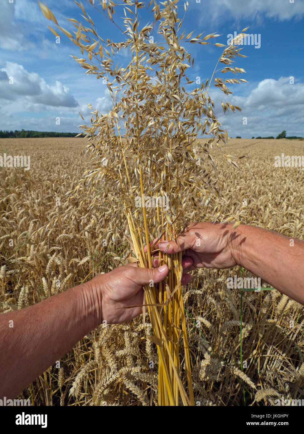 Tall oat grass or onion couch Arrhenatherum elatius grass weeds in ripe