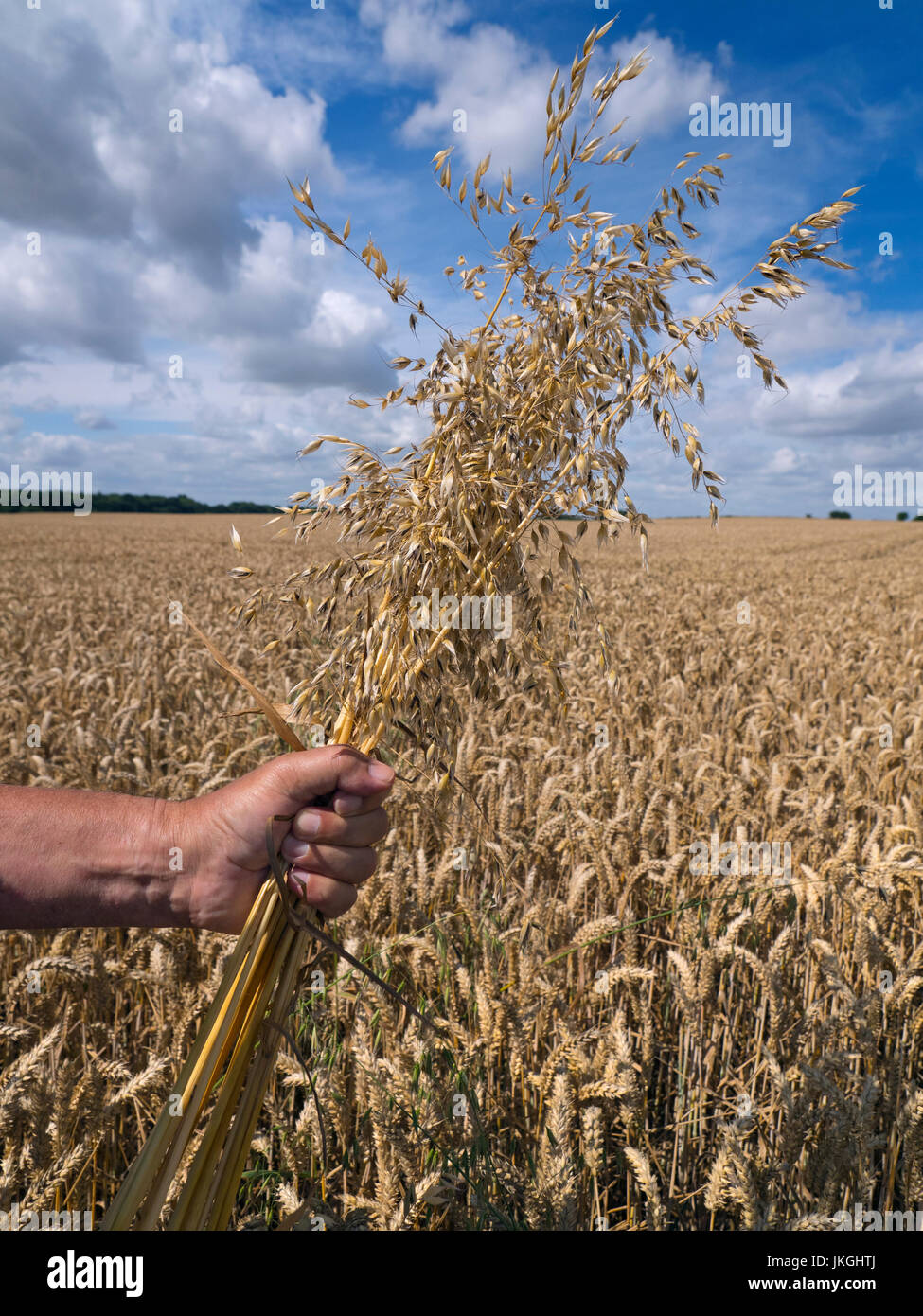 Tall oat grass or onion couch Arrhenatherum elatius grass weeds in ripe