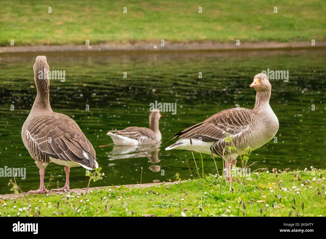 Three ducks in the park Stock Photo