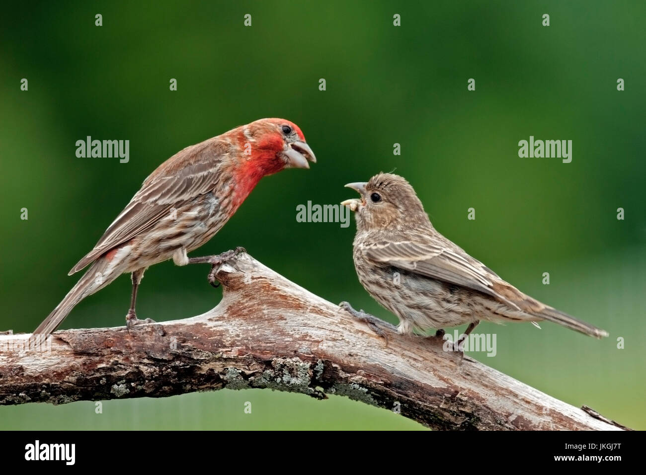 House finch feeds fledgling Stock Photo