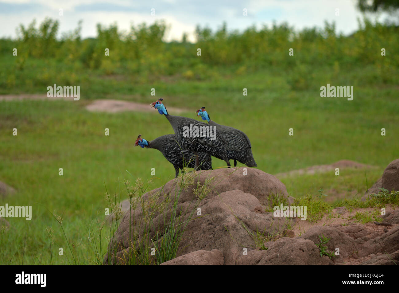 A group of 3 Guinea Fowl warning their fellow Guineas of nearby danger Stock Photo