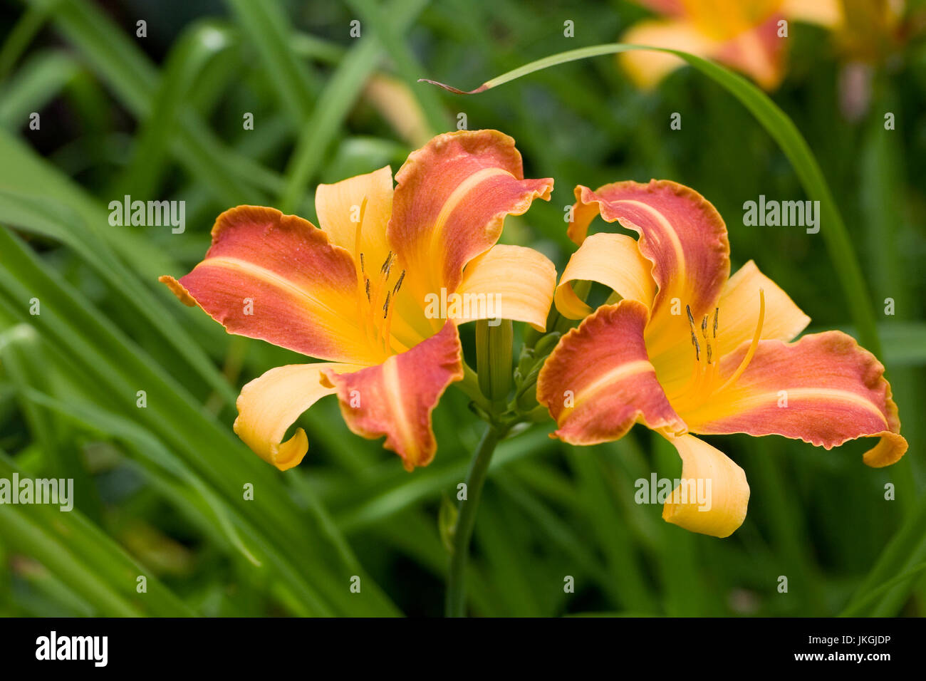 Hemerocallis 'Frans Hals' flowers. Stock Photo