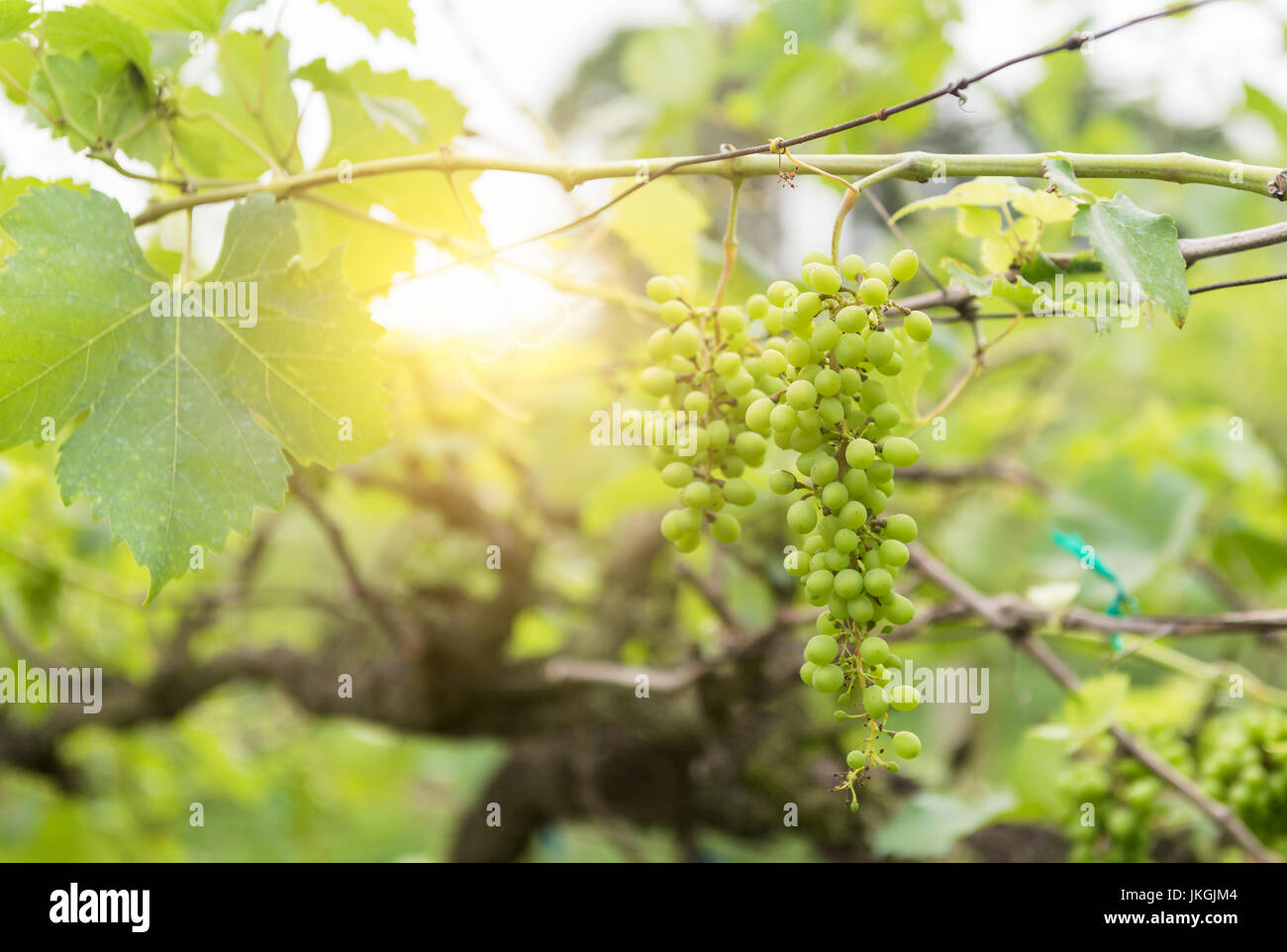 green grape in farm on morning with sunlight Stock Photo - Alamy
