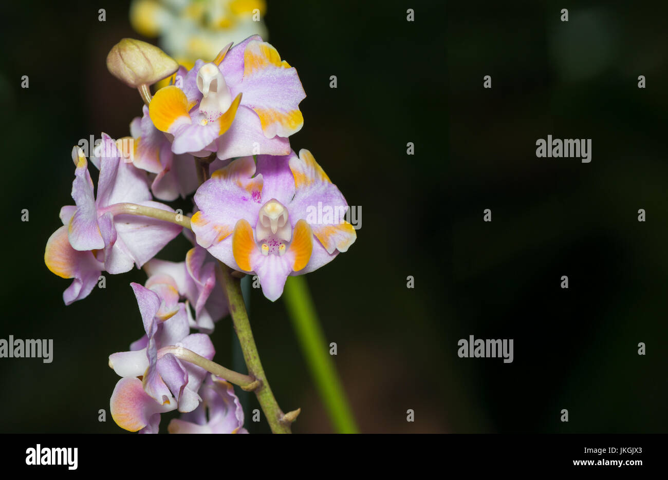 pink hybrid Aerides orchid flower on black background Stock Photo - Alamy