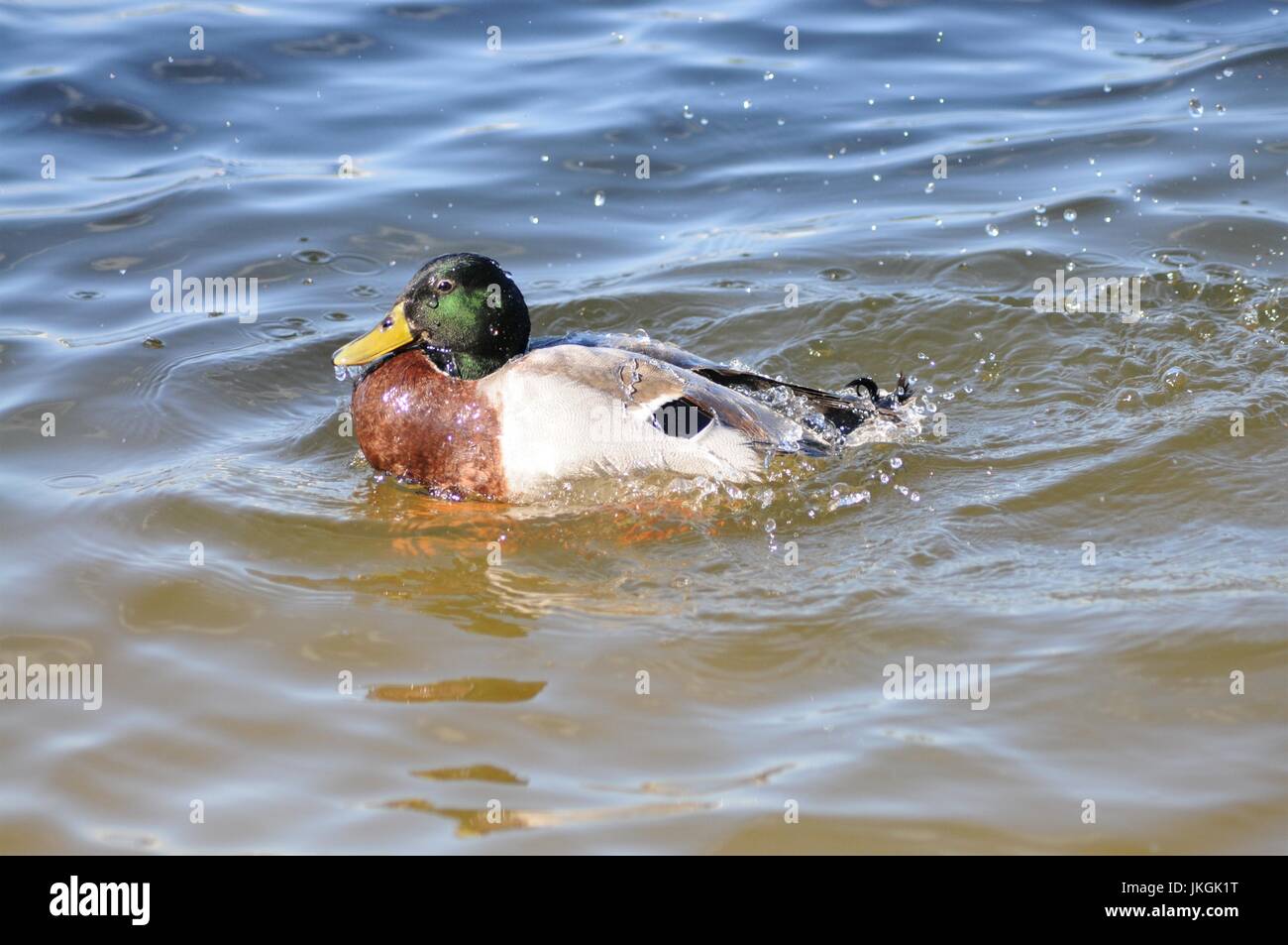 Drake mallard racing through the water Stock Photo