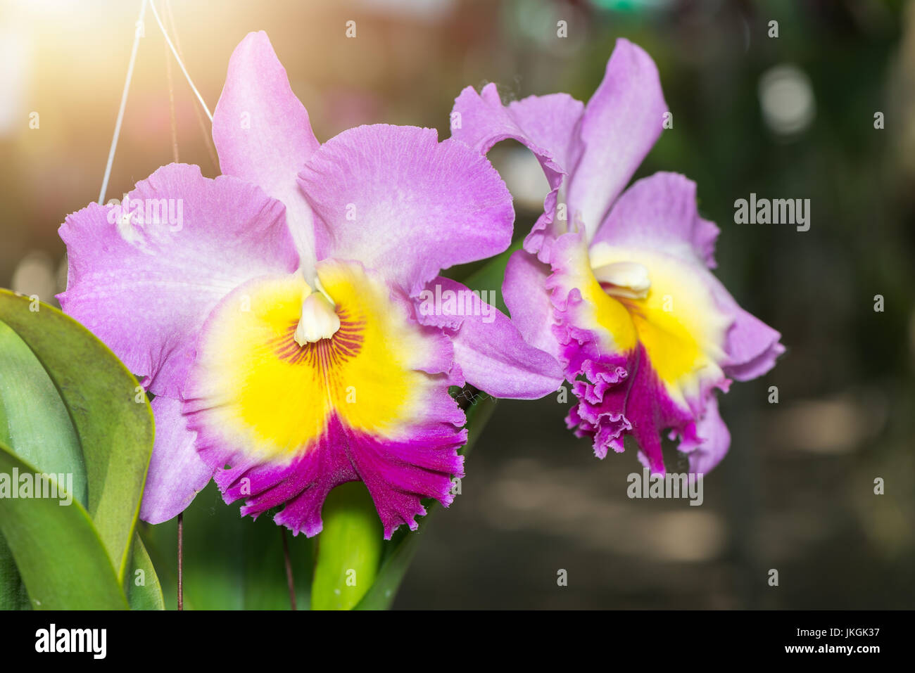 beautiful Hybrid pink Cattleya orchid flower with sunlight and nature